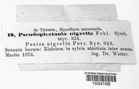 Pseudoplectania nigrella image